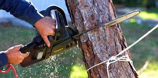 How Our Tree Care Process Works  in  Chamberlain, SD