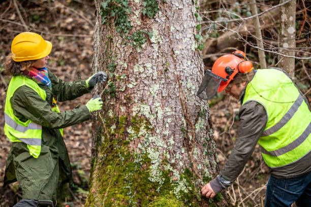 Reliable Chamberlain, SD Tree Care Solutions