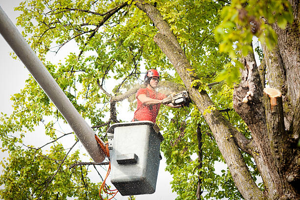 Best Tree Removal  in Chamberlain, SD